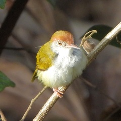 Orthotomus atrogularis