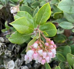 Arctostaphylos crustacea