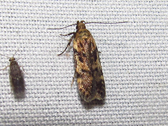 Chionodes mediofuscella