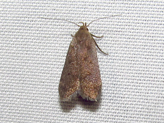 Anacampsis