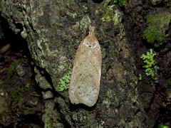 Dichomeris ventrellus