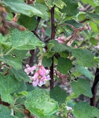 Ribes malvaceum
