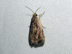 Olethreutes nigranum