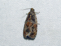 Olethreutes nigranum