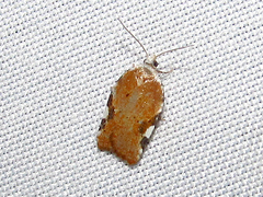 Acleris cervinana