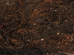 Sargassum horneri