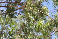 Eucalyptus propinqua