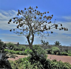 Ploceus cucullatus spilonotus