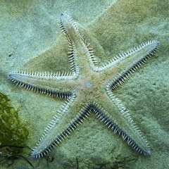 Astropecten armatus