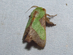 Parasa chloris