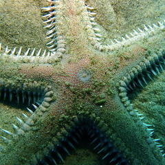 Astropecten armatus