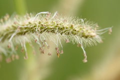 Setaria sphacelata