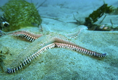 Astropecten armatus