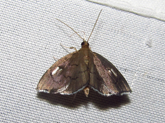 Perispasta caeculalis