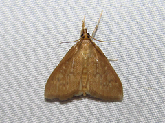 Framinghamia helvalis