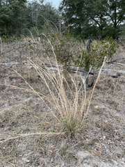 Andropogon