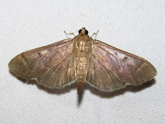 Herpetogramma sphingealis