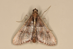 Endotricha ignealis