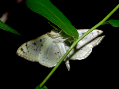 Conchylodes ovulalis