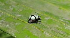 Omophoita octoguttata