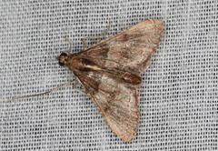 Endotricha ignealis