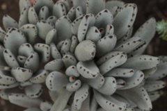 Kalanchoe tomentosa