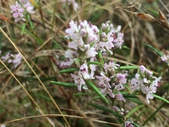 Polygonum spergulariiforme