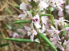 Polygonum spergulariiforme