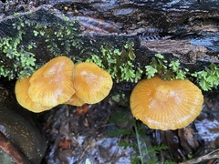 Heimiomyces velutipes