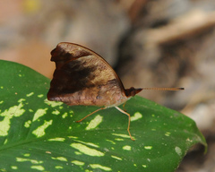 Catonephele mexicana