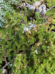 Selaginella eremophila