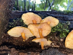 Heimiomyces velutipes