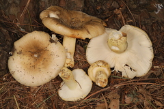 Russula pulverulenta