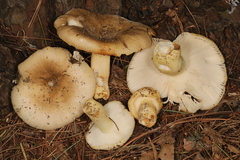 Russula pulverulenta