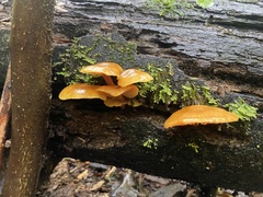 Heimiomyces velutipes