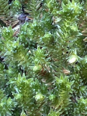 Selaginella eremophila