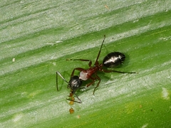 Camponotus innexus