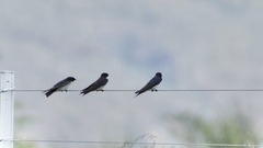 Hirundo dimidiata