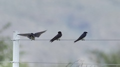 Hirundo dimidiata