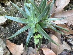 Dudleya saxosa