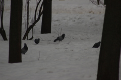Columba livia domestica