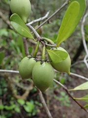 Sapotaceae