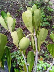 Sapotaceae