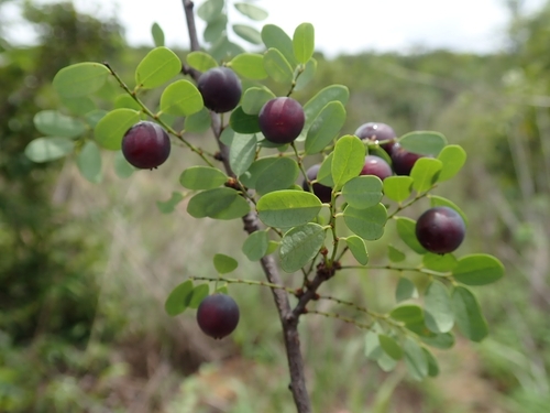 Phyllanthus casticum observed 2023-01-24