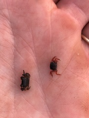 Hemigrapsus