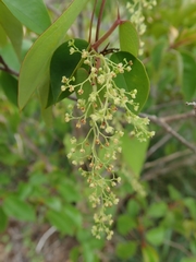 Dioscoreaceae