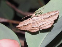 Euphronarcha luxaria