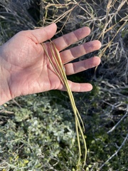 Chilopsis linearis arcuata