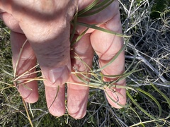 Chilopsis linearis arcuata