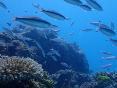 Pterocaesio trilineata